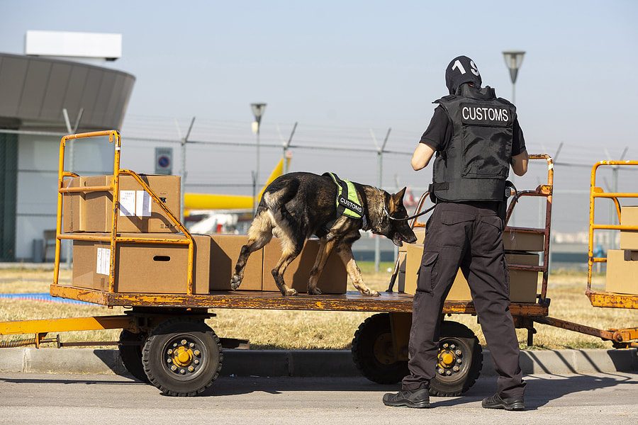 an image of a customs officer checking a package using a police dog